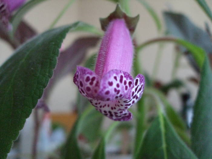 Kohleria Warszewickii 1