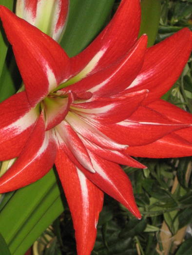 Hiipeastrum Splash - colectie hippeastrum