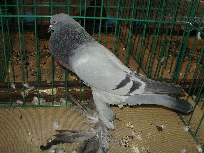 8339 gs 0