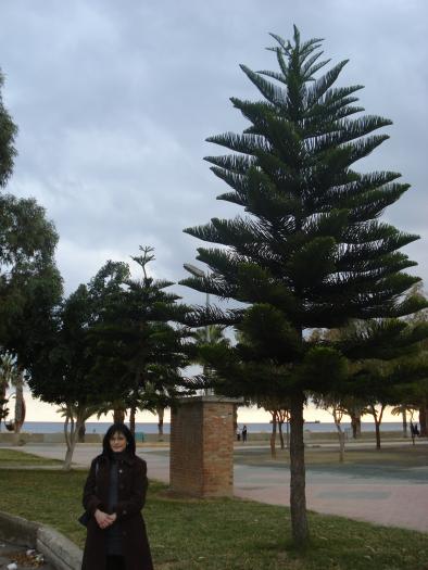 Picture 301; Limasol
