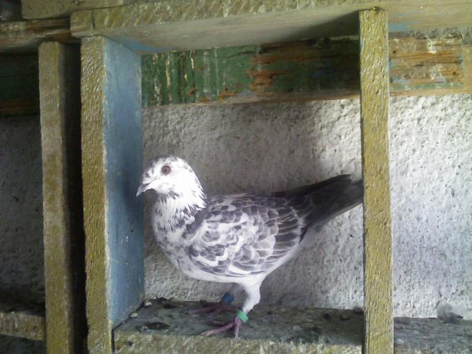 fiica madona