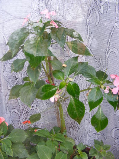 IMPATIENS - FLORI 2009