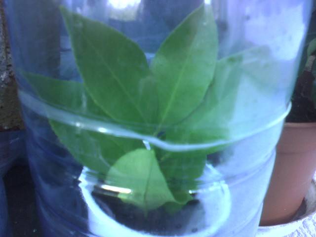 IMG_0989; lastar de lamaii sub pet
