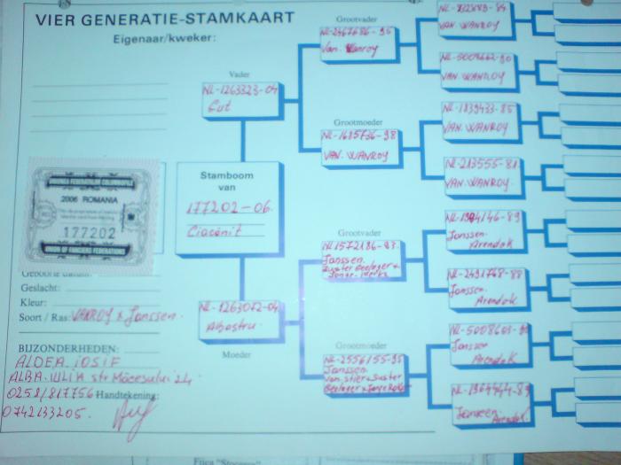 porumbel de la Aldea Iosif - pedigree