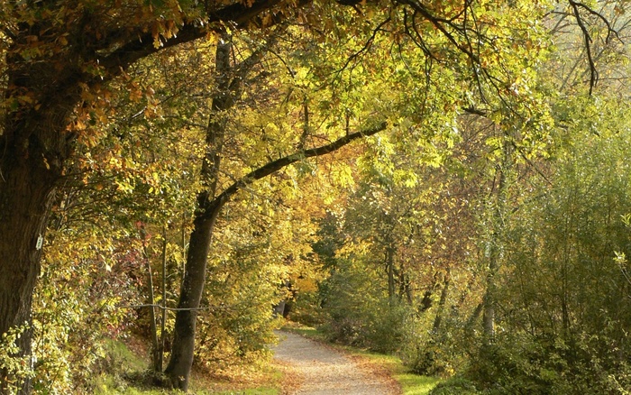 autumn-trees - 171 - Nature Wallpapers