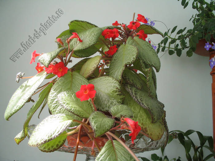 episcia green aga 4 - EPISCIA