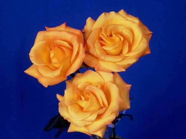 rose015 - Trandafiri