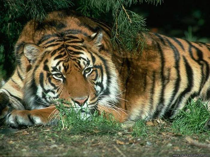 35 - Tigri