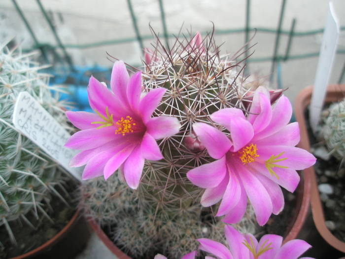 Mammillaria mazatlanensis - 03.07 - Mammillaria
