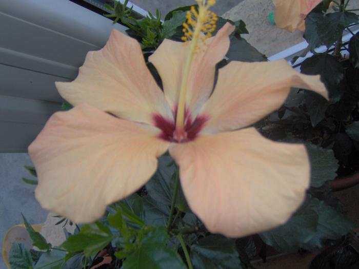 18.02.2009 - hibiscusi