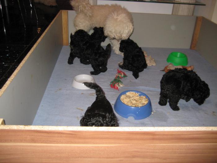 Dupa 45 zile - Cateii