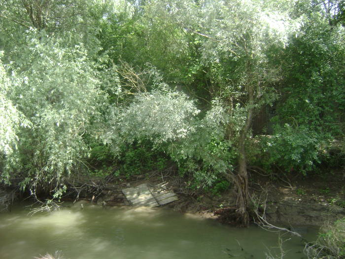 excursie delta dunarii 5062009 091 - EXCURSIE  in DELTA