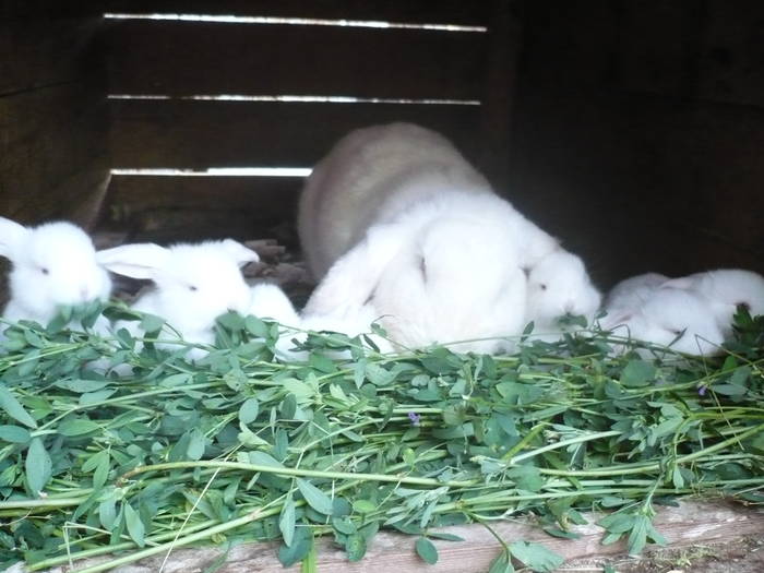 poze iepuri 2504 574 - femele cu pui din 1-10 iunie actuali