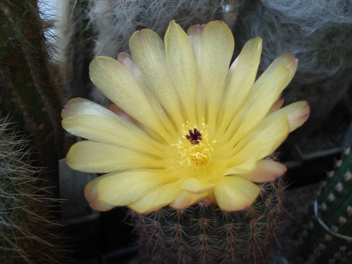 DSC06628 - Cactusi