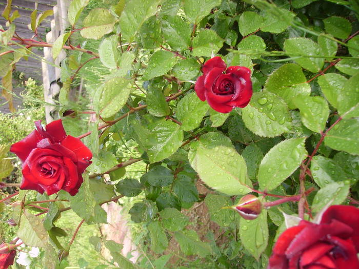 IMG_0787 - trandafirii