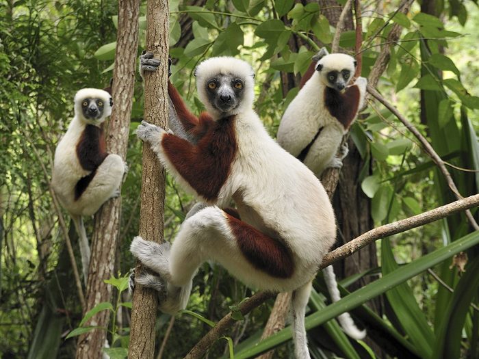 Trio of Coquerel's Sifaka, Ankarafantsika National Park, Madagascar