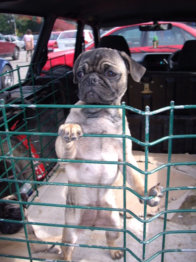 Mops (Pug-Carlin) - Expoziti Canine