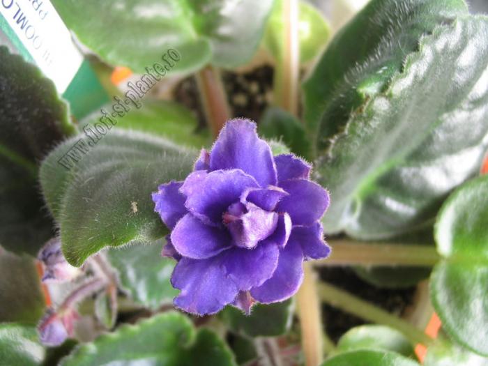 Saintpaulia Bloomlover's Prince 1 - VIOLETE AFRICANE  - Saintpaulia