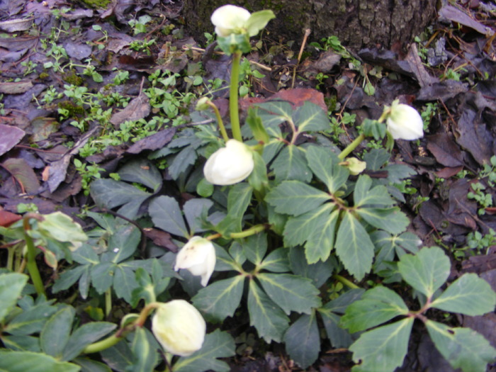 Helleborus - flori si animale 2010