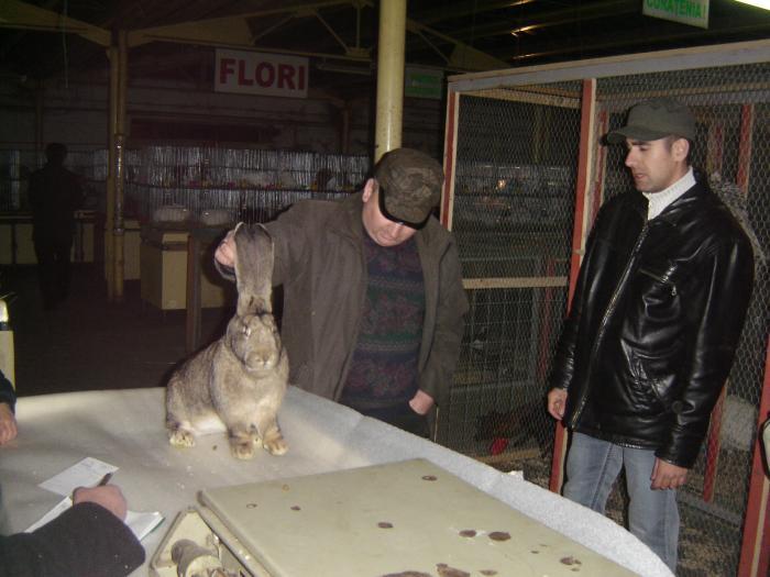 DISZNOVAGAS KEPEK 100