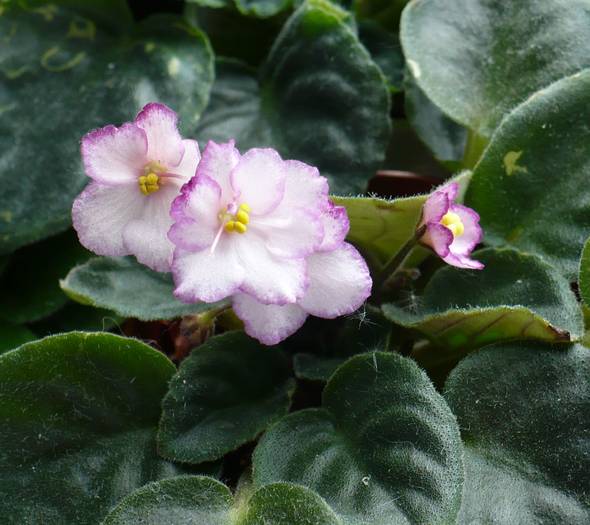 P1130394 - Saintpaulia - violete de camera