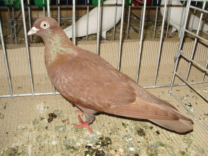 10853 kh 1 - 1507 partea 6a