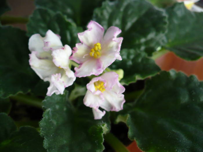 Susie Sunshine - Saintpaulia - violete de camera