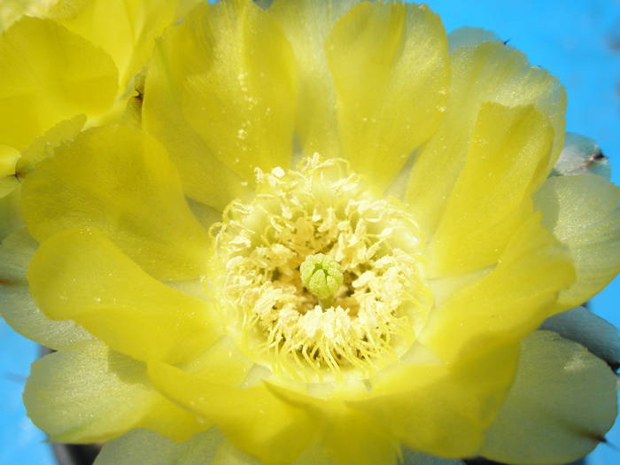 Acanthocalycium aurentiacum - floare