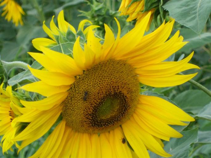 DSCF0464 (Large) - stupina  incepand cu 2008