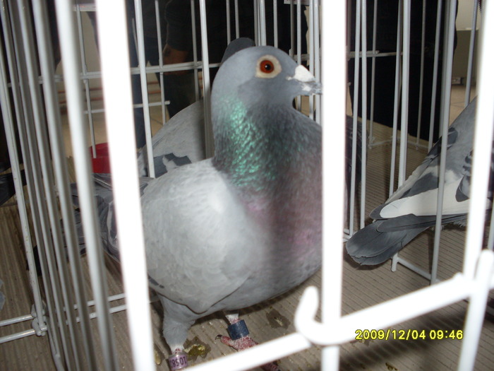 SDC11970 - expozitie deva 12-06-2009