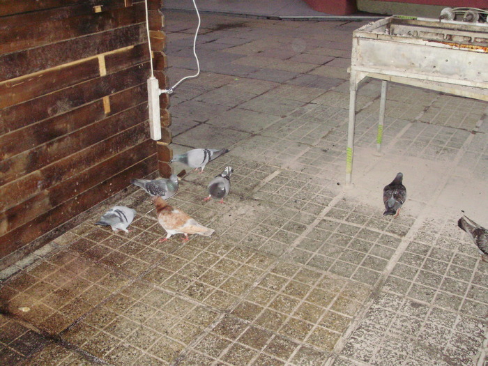 P9040076 - 18g Timisoara