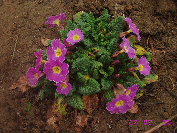 Primula mov - Flori de Primavara