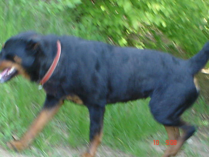 DSC04833 - BELLA poze noi