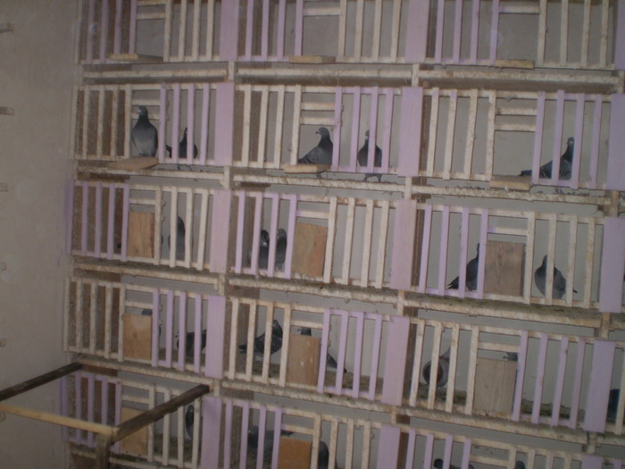 porumbei10 054 - luca si porumbei 2010