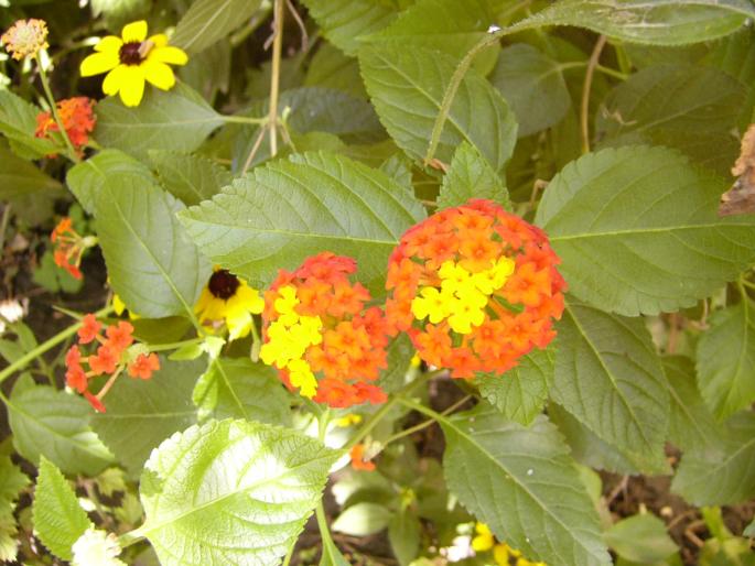 Lantana camara - Lantana Camara