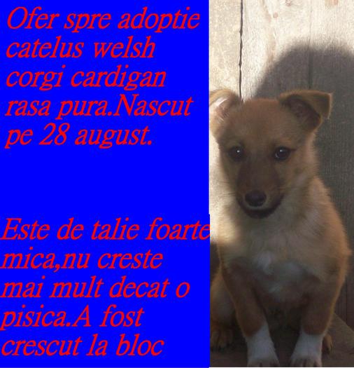 caut pe cineva care sa ma iubeasca - Ofer spre adoptie welsh corgi cardigan RASA PURA