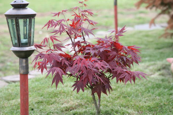 Acer