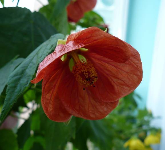 P1140684 - ABUTILONI