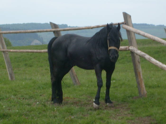 Zoro - Zoro ARMASAR Lipitan Negru