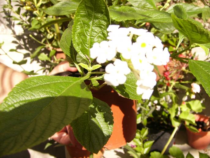 Lantana camara