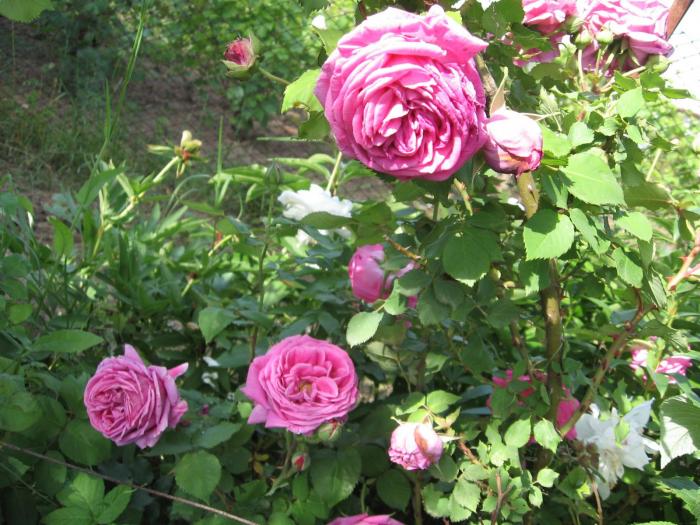 trandafir urcator roz.1 - floricele