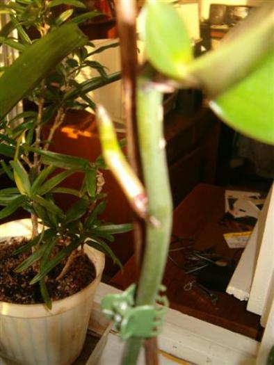 tija florala noua phalenopsis - Orhidee