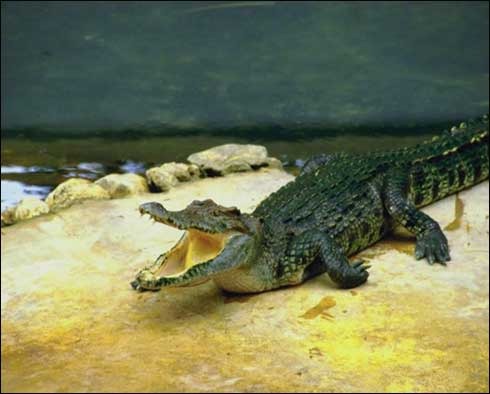 crocodil_81 - crocodili