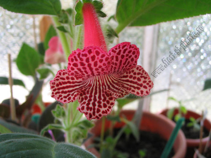 Kohleria new hibrid A 3