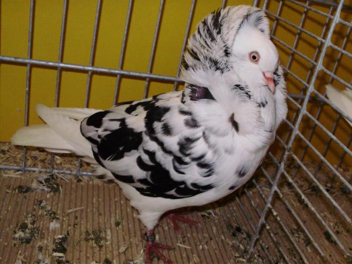 12461 cap tig 0 - 1505 partea 6