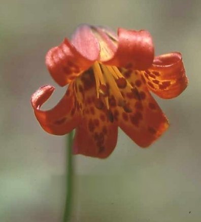 Lilium_maritimum - Flori de lilyum