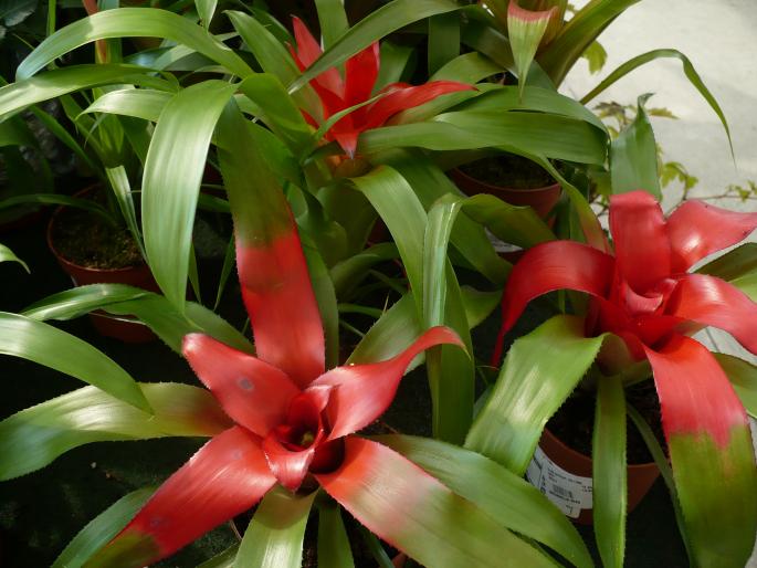 Guzmania