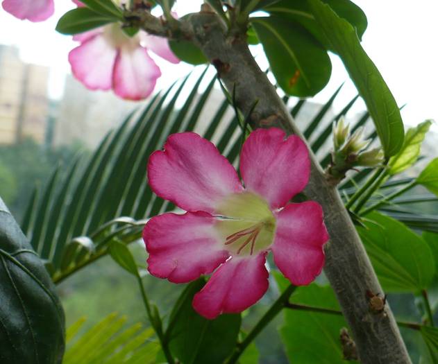 P1130891 - ADENIUM OBESUM