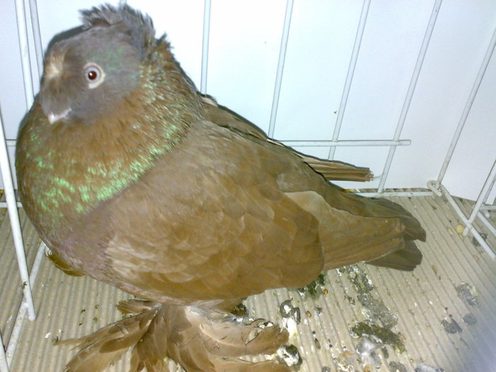 botosani 6 - 1509 rom juc 1