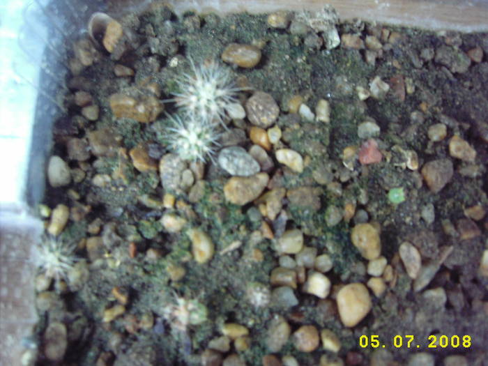 DSCI0328 - cactusi insamantari 2009